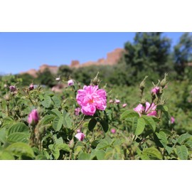 Deep Cleansing Oil 4.2 fl oz (120 ml) (Contains 75% Argan Oil)