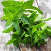 Moringa Peppermint Tea 30 Bags Antioxidant-Rich Energy Booster