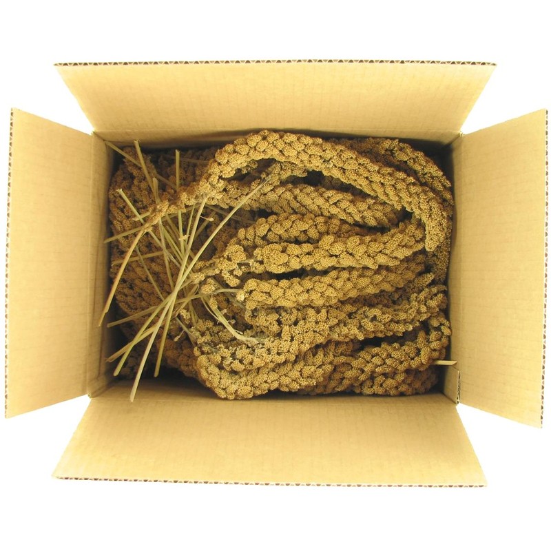 SLEEK & SASSY Golden Farms® Premium Millet Spray for Birds