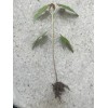 Tree Silver Maple Tree 4“-8" Sapling Seedling (5 Pack) Live