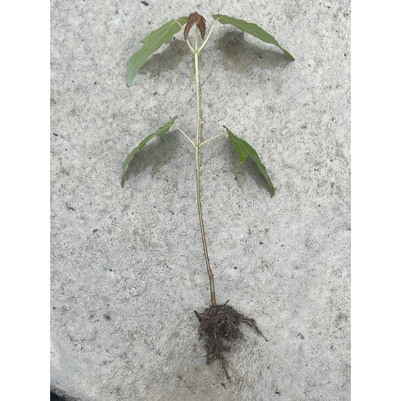 Tree Silver Maple Tree 4“-8" Sapling Seedling (5 Pack) Live