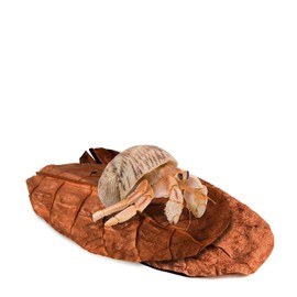 SunGrow Mini Hermit Crab Almond Leaves, 2 Inches Long, Beneficial, Hand-Picked, Perfect Addition to Your Crabitat, Easy to Use, Add Color to Your Pet's Home, Provides Right Humidity Levels, 50 Pack