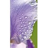 Weleda Hydrating Day Cream Iris 30ml