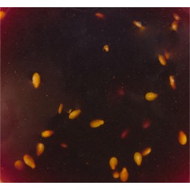 Lawry's Honey Teriyaki Marinade, 12 fl oz