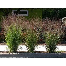 1000 Switchgrass Switch Grass Seeds ‘Cave in Rock’ Panicum virgatum