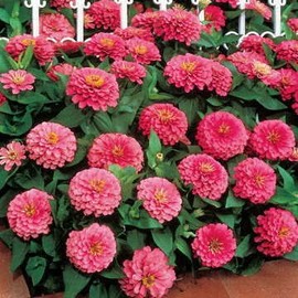 Park Seed Dreamland Pink Hybrid Zinnia Seeds