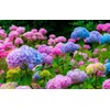 50 Pcs Mixed Blue Hydrangea Seeds Giant Snowball Hydrangea Non