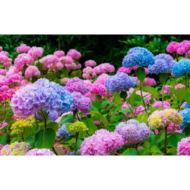 50 Pcs Mixed Blue Hydrangea Seeds Giant Snowball Hydrangea Non GMO Heirloom Flower