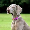 Ancol Rainbow Patterned Adjustable Dog Collar To Fit Neck 30-50
