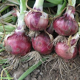 500 Red Creole Onion Seeds for Planting Short Day Heirloom Non GMO 2 Grams Garden Vegetable Bulk Survival Hominy