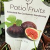 Hardy Dwarf Fig Tree Grown for Container Gardening and Zones