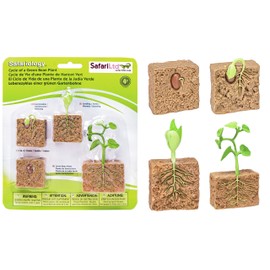 Safari Ltd. | Life Cycle of a Bean Plant | Safariology Collection | Toy Figurines for Boys & Girls