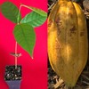 9waters TRINITARIO Theobroma Cacao Cocoa Chocolate Fruit Tree Potted Plant