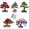 CZ Grain 5 Type Bonsai Tree Kit, Wisteria, Black Pine,