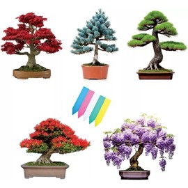 CZ Grain 5 Type Bonsai Tree Kit, Wisteria, Black Pine, Blue Spruce, Red Maple, Flame Tree