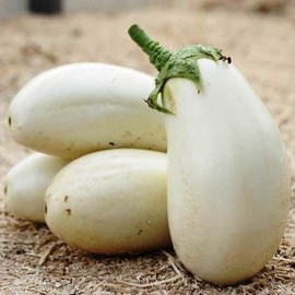 CEMEHA SEEDS - Seeds Eggplant White Thai Aubergine Non GMO Vegetable for Planting