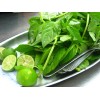 LIME BASIL SEEDS * CITRUS FLAIR * ZESTY AROMA OF