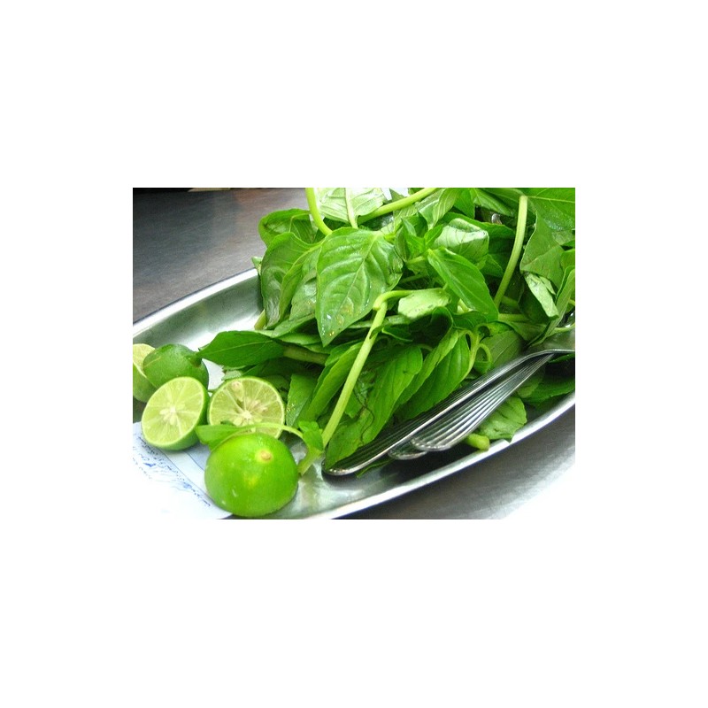 LIME BASIL SEEDS * CITRUS FLAIR * ZESTY AROMA OF