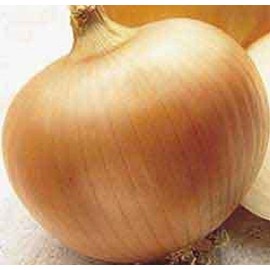 Onion Yellow Sweet Spanish Great Heirloom Vegetable 1 Lb Seeds