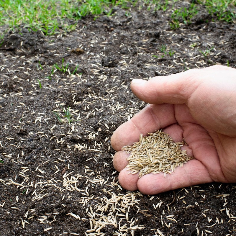 Rye Grass Annual Field Seed by Evergreen Farm and Garden