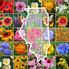 Eden Brothers Illinois Wildflower Mixed Seeds for Planting, 1 lb, 480,000+ Seeds with Cosmos, Blanket Flower | Attracts Pollinators, Plant in Spring or Fall, Zones