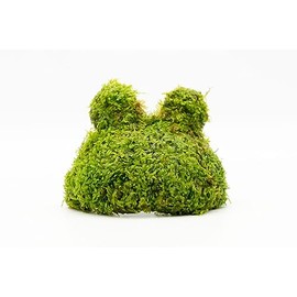 SubstrateSource Live Aquarium Plants on Driftwood, Lava Rock, Moss, Fiber Mat - Freshwater Fish Tanks - Easy, Beginner Friendly (Christmas Moss on Coconut Toad)