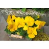 Pansy Seeds Inspire Yellow 50 Seeds