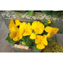 Pansy Seeds Inspire Yellow 50 Seeds