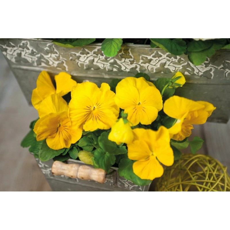 Pansy Seeds Inspire Yellow 50 Seeds
