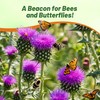 Outsidepride Milk Thistle Seeds - 200 Pcs Biennal, Hardy &