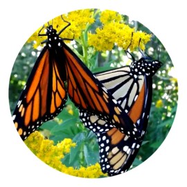 Fashion Jewelry ORANGE MONARCH BUTTERFLY FLOWER Large Pendant Charm GERMAN Silver 20" Necklace