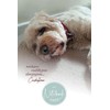 My Notebook: Very cute Cockapoo notebook or journal, 120 lined