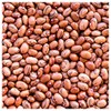 Everwilde Farms - 1 Lb Pinto Dry Bean Seeds -