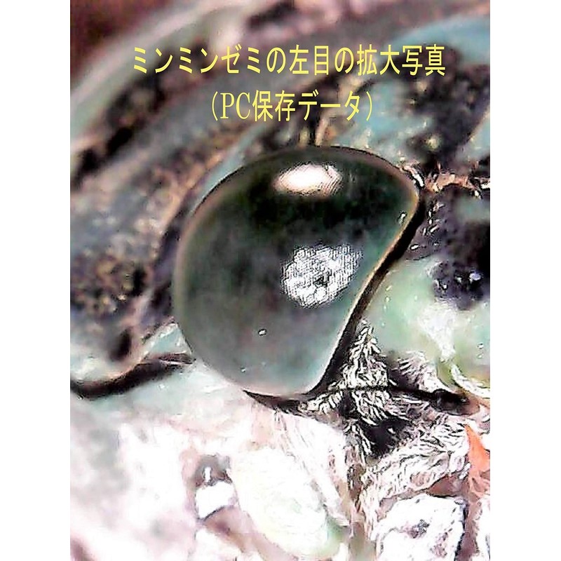 YRO Digital Microscope USB Microscope Stand, Dimmable, Magnifier, LED Lighting,