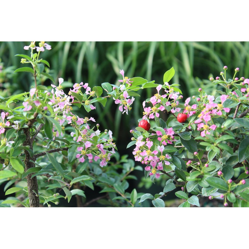 Brussel's Bonsai Live Barbados Cherry Bonsai Tree - Indoor Live