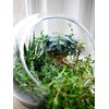 WGV Slant Cut Bowl Glass Vase, Width 9", Height 9",