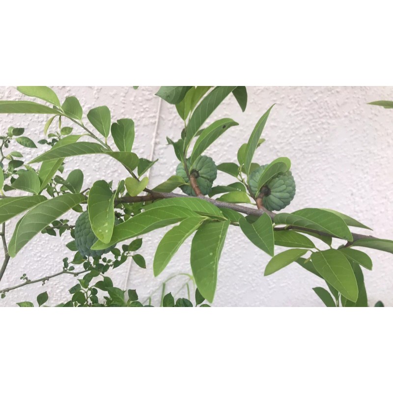 Tree 1 Sugar Apple Na Dai( Mãng Cầu Dai) 5”