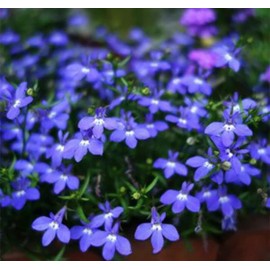 1000+ Blue Creeping Thyme Seeds for Planting Perennial Landscaping Ground Cover Non-GMO Ficoszo serphyllum Thyme