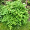 350+ Chervil Seeds-Culinary and Medicinal - NON-GMO,Organi