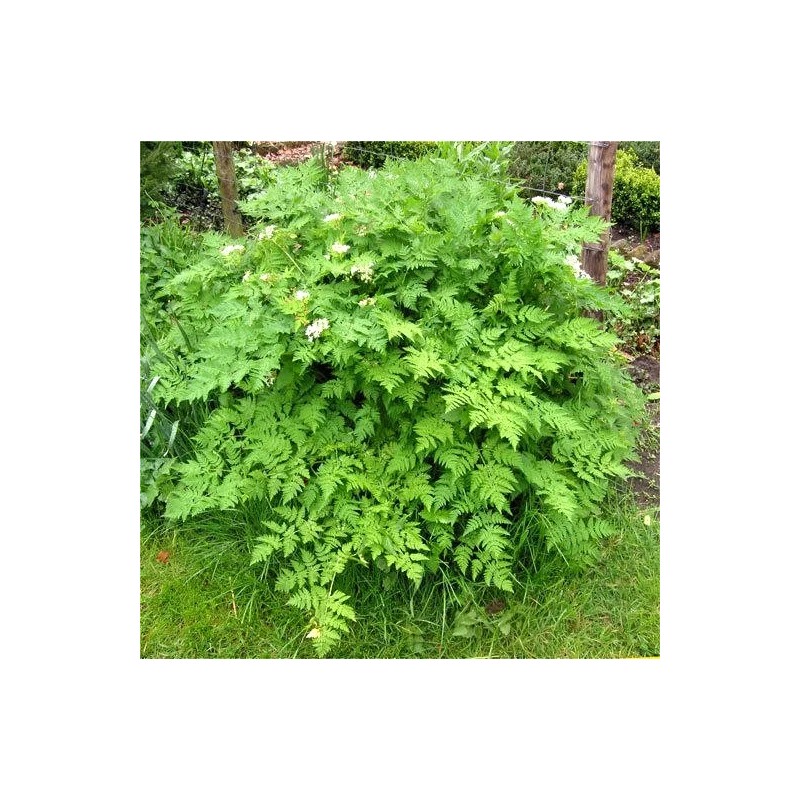 350+ Chervil Seeds-Culinary and Medicinal - NON-GMO,Organi