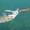 SHADDOCK Fishing Squid Lures Kit 10pcs Luminous Squid Jig Shrimp