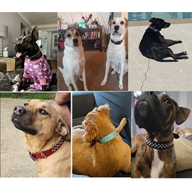 Generic Rhinestones Dog Collar, Adjustable Sparkly Crystal Studded Genuine Leather Pet Dog Collar for Small and Medium Dogs (Purple, L)