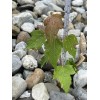 Tree Silver Maple Tree 4“-8" Sapling Seedling (5 Pack) Live