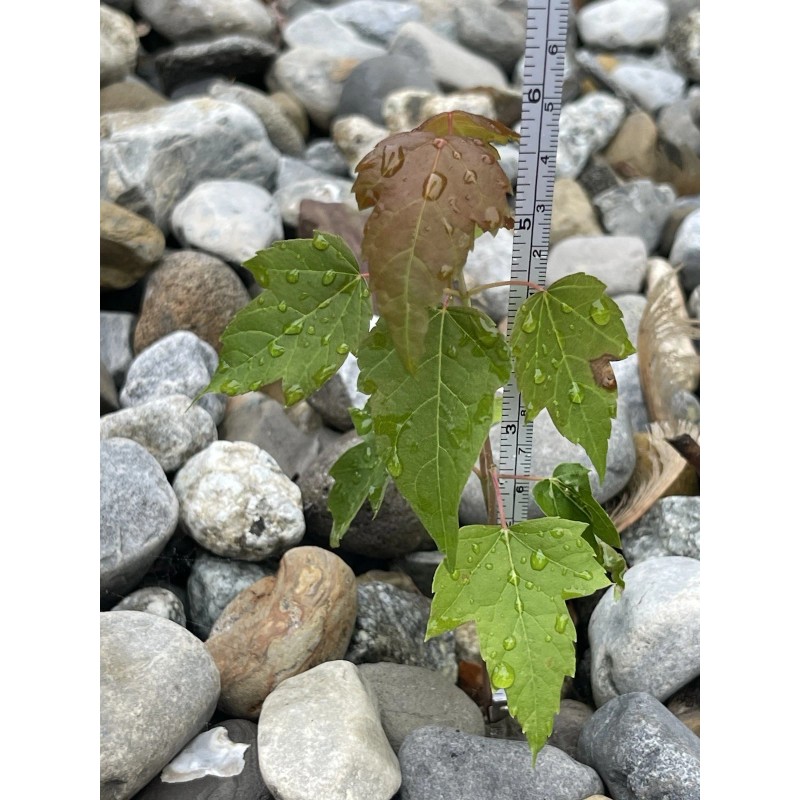 Tree Silver Maple Tree 4“-8" Sapling Seedling (5 Pack) Live