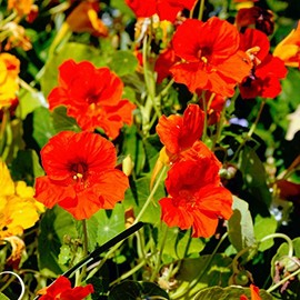 Nasturtium Flower Garden Seeds - Jewel Mix - 4 Oz - Annual Flower Gardening Seeds - Tropaeolum majus