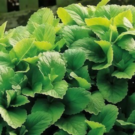 600 Lemon Balm Seeds, Organic Herb for Curative Effects & Culinary Use