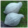 Everwilde Farms - 1 Lb Organic Blue Hubbard Winter Squash