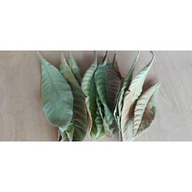 Loquat Leaves Hojas/Hierbas de Mispero Nispero Dried Loquat leaves 5 oz Organic