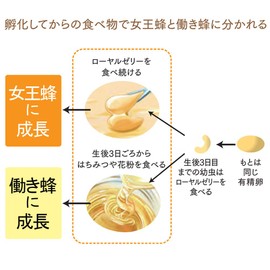 山田養蜂場 純国産 ローヤルゼリー原乳 30g入