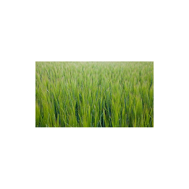 Indigo Herbs Organic New Zealand Barley Grass Powder 100g